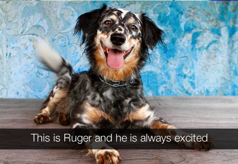 Doggo tweet media