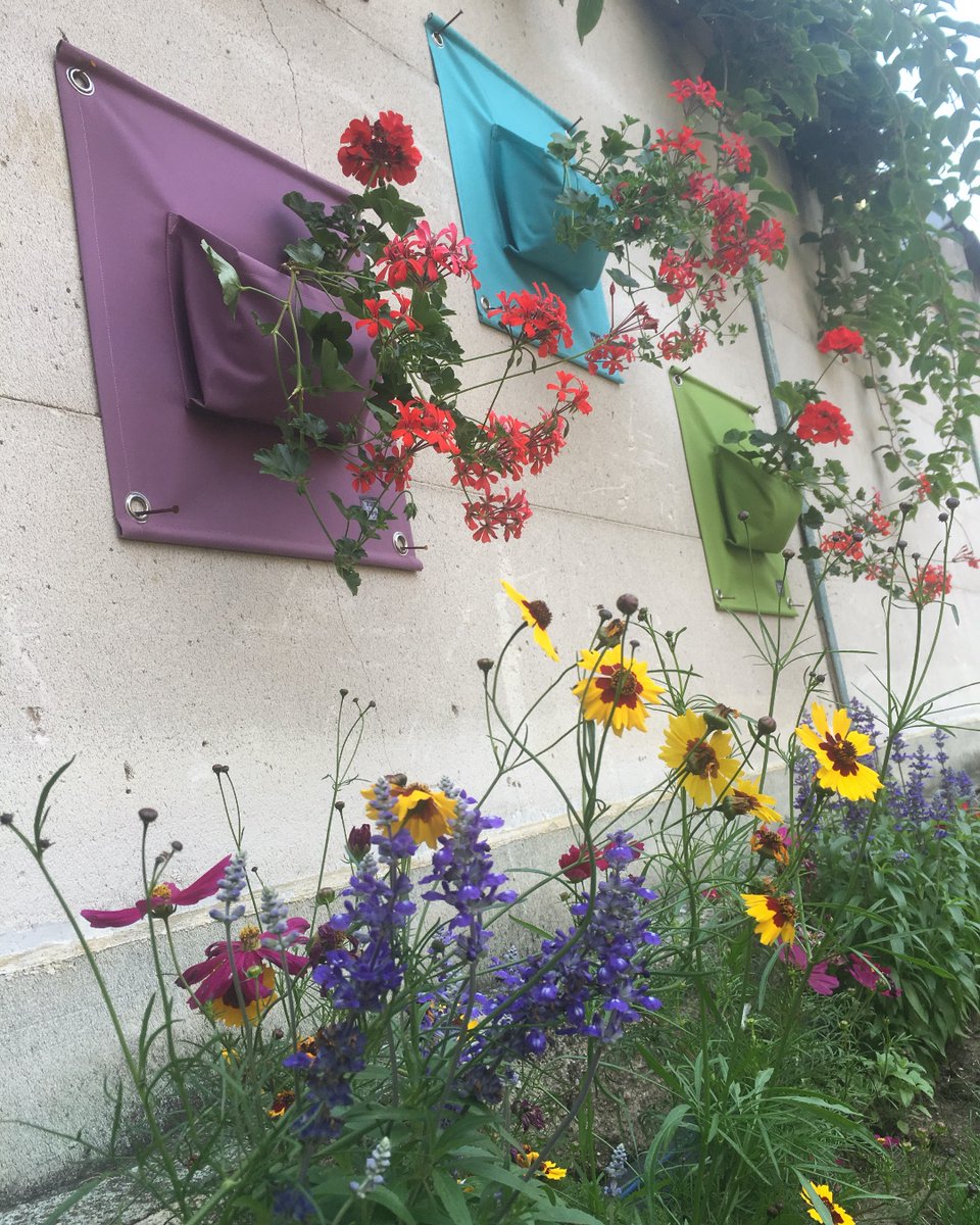 BloomingWalls's tweet photo. ๐ผ๐ป
#bloomingwalls #thegreenpockets #flowers #butterflies #urban #urbangardening #urbangarden #garden #gardening #urbanjungle #greenfingers #greenthumb #inspiration #secretsofgreen #plantslover #smallgardennoproblem #plantaholics
#ubanjunglebloggers https://t.co/REpBDyoQP4