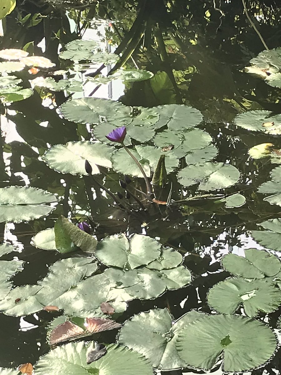 D’ailleurs temps pour moi de faire un petit aparté sur les fleurs ; j’me suis barré à la mauvaise période mais les japonais professent un AMOUR de la fleur assez incroyable