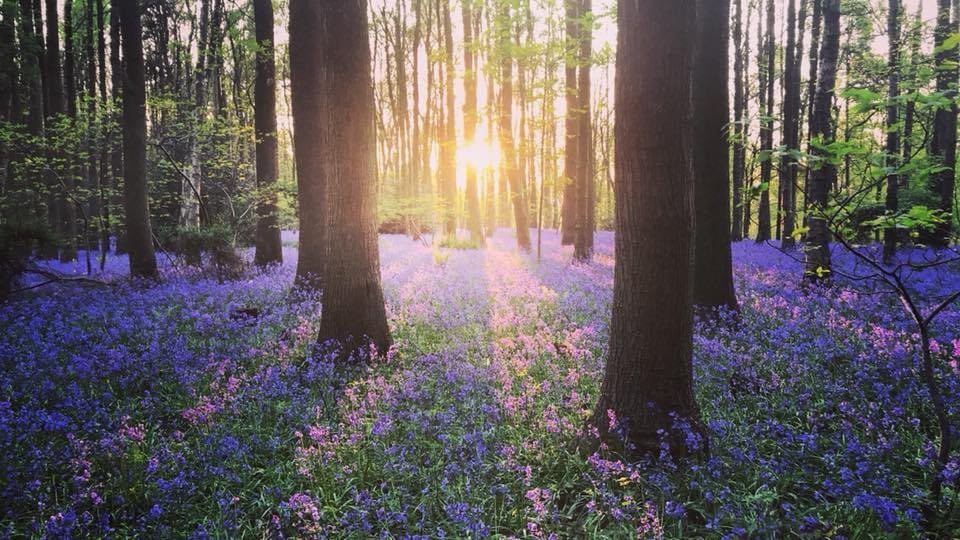 AliceCorless's tweet photo. #SpringingItBack @ForestryEngland https://t.co/1XUd8xPw6G
