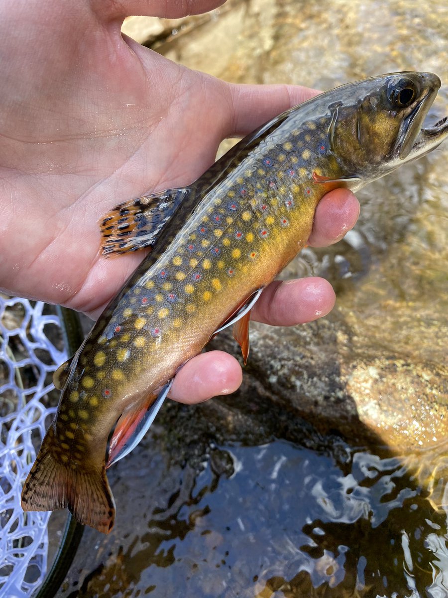 woolybugged's tweet photo. A beautiful wild Central Pennsylvania brook trout from an unsurveyed blue-line stream I fished on Saturday. #patrout #wildtrout #trout #brooktrout #pabrooktrout #nativebrooktrout #getoutdoors #outside #outdoorslife #applife #troutlife #wanderlust #keepitwild #getoutside https://t.co/rvjnZ5BCif