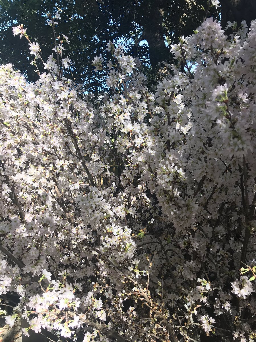 La saison des Sakura (de mi février a la semaine de full blossoming vers le 20 mars et le temps que les fleurs restent) est très importante! Elle donne lieu à des célébrations et l’action d’admirer les cerisiers porte même un nom : hanami. Les fleurs sont ou blanches ou roses