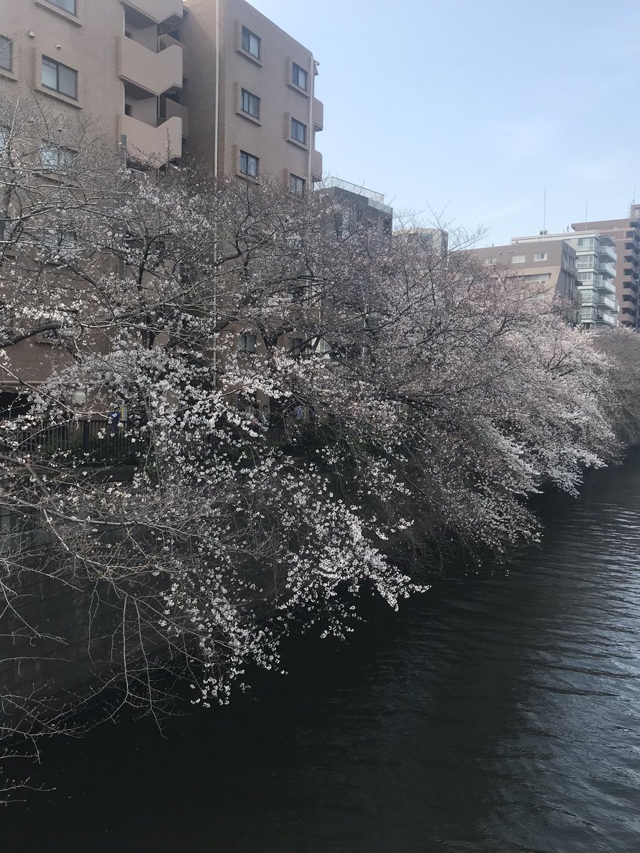 La saison des Sakura (de mi février a la semaine de full blossoming vers le 20 mars et le temps que les fleurs restent) est très importante! Elle donne lieu à des célébrations et l’action d’admirer les cerisiers porte même un nom : hanami. Les fleurs sont ou blanches ou roses