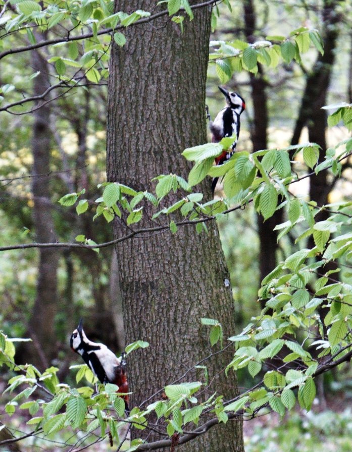 EconomicEthics's tweet photo. #Tiergarten #Lainz https://t.co/erGYRWOF30