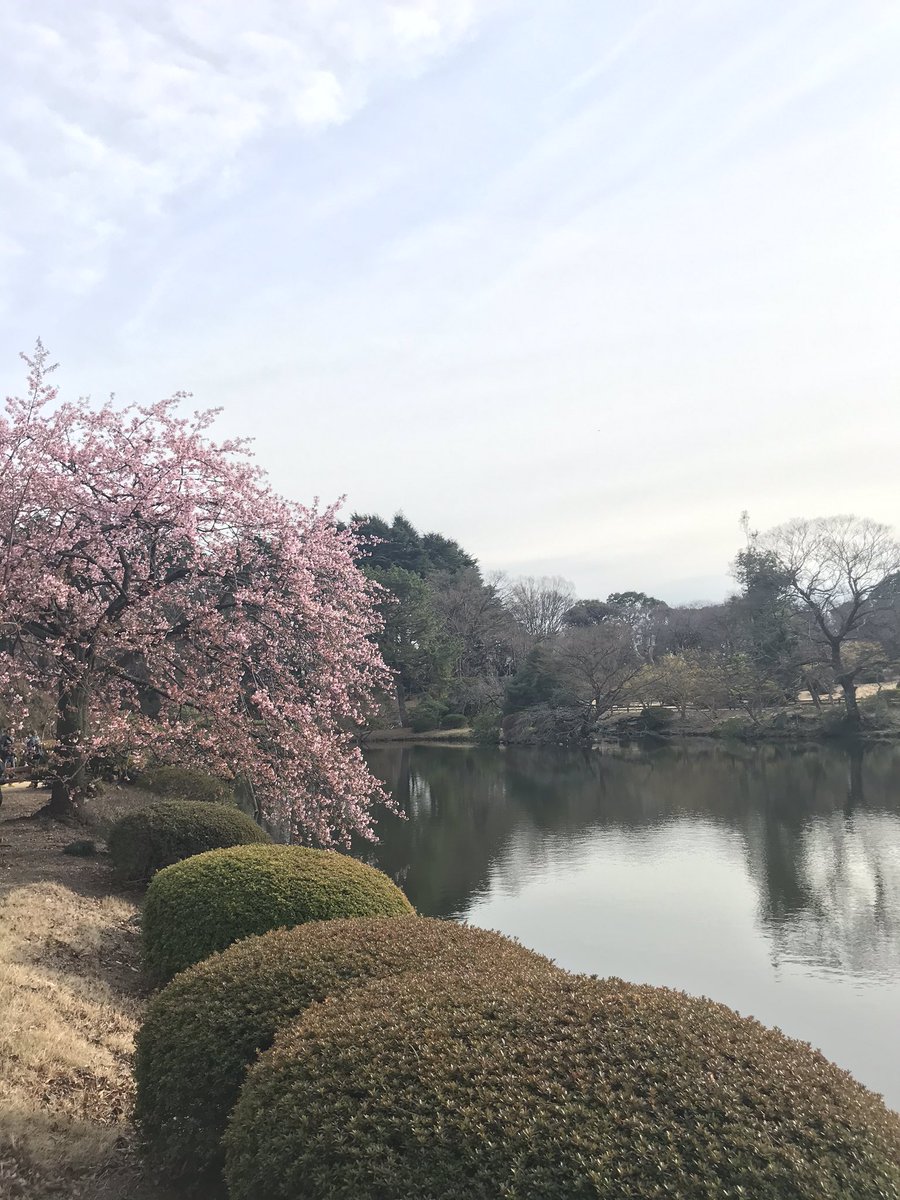 La saison des Sakura (de mi février a la semaine de full blossoming vers le 20 mars et le temps que les fleurs restent) est très importante! Elle donne lieu à des célébrations et l’action d’admirer les cerisiers porte même un nom : hanami. Les fleurs sont ou blanches ou roses