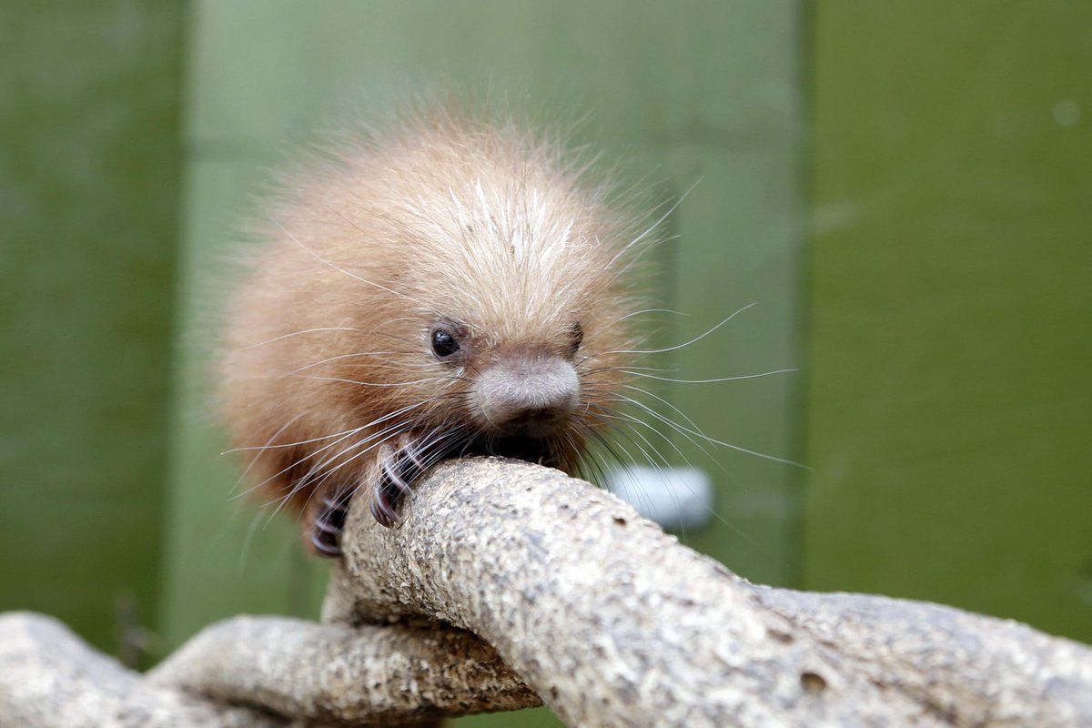 EspritSorcier's tweet photo. #LundiChoupi La bestiole trop mimi choubidou du jour : le bébé coendou ! 🦔
Le #coendou est un porc-épic d'Amérique du Sud et centrale qui, avant d'arborer des piquants à l'âge adulte, naît avec des poils doux. 🥰
Vu chez @pierrekerner, spécialiste de bestioles en tous genres. https://t.co/QqeKySZaVg