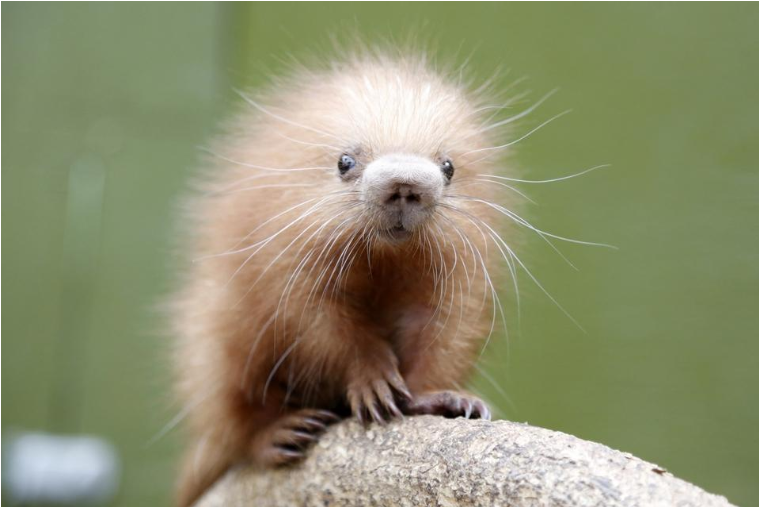 EspritSorcier's tweet photo. #LundiChoupi La bestiole trop mimi choubidou du jour : le bébé coendou ! 🦔
Le #coendou est un porc-épic d'Amérique du Sud et centrale qui, avant d'arborer des piquants à l'âge adulte, naît avec des poils doux. 🥰
Vu chez @pierrekerner, spécialiste de bestioles en tous genres. https://t.co/QqeKySZaVg