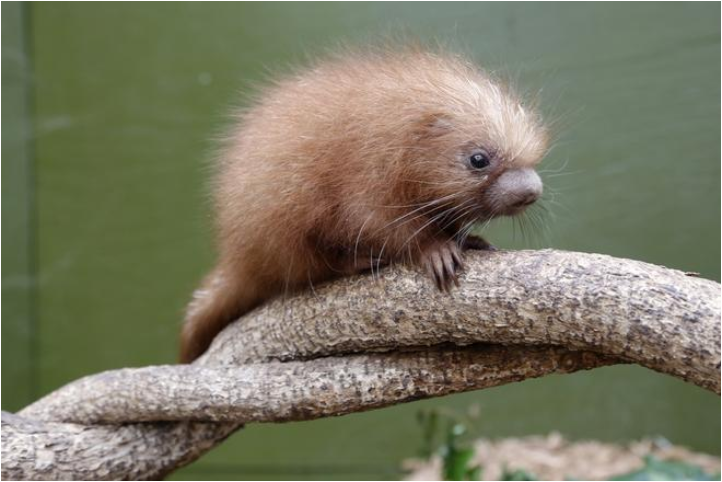 EspritSorcier's tweet photo. #LundiChoupi La bestiole trop mimi choubidou du jour : le bébé coendou ! 🦔
Le #coendou est un porc-épic d'Amérique du Sud et centrale qui, avant d'arborer des piquants à l'âge adulte, naît avec des poils doux. 🥰
Vu chez @pierrekerner, spécialiste de bestioles en tous genres. https://t.co/QqeKySZaVg