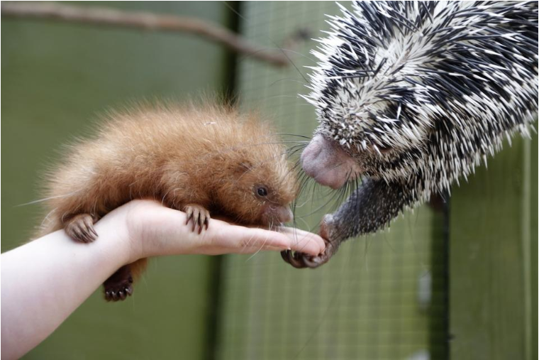 EspritSorcier's tweet photo. #LundiChoupi La bestiole trop mimi choubidou du jour : le bébé coendou ! 🦔
Le #coendou est un porc-épic d'Amérique du Sud et centrale qui, avant d'arborer des piquants à l'âge adulte, naît avec des poils doux. 🥰
Vu chez @pierrekerner, spécialiste de bestioles en tous genres. https://t.co/QqeKySZaVg