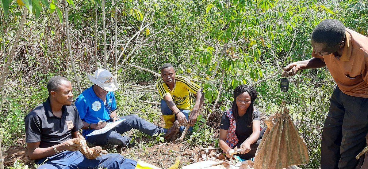 ClerisseC's tweet photo. 🇨🇩🌿🚜Cassava brown streak disease yield loss trial in #DRC.🇨🇩🌿🚜
@RTB_CGIAR @MaruthiMNGowda @marc_schut @jamesplegg @Cath_Njuguna @CGIAR @IITA_CGIAR @CONNECTED_Virus @plantvillage @kslopez77 @Taat_Africa @ACAI_IITA @JanKreuze @WJCuellar @KerryMauck @USAID @FAO @Prof_GD_Foster https://t.co/J1gHSGWqqX