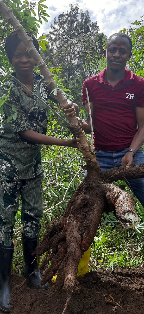 ClerisseC's tweet photo. 🇨🇩🌿🚜Cassava brown streak disease yield loss trial in #DRC.🇨🇩🌿🚜
@RTB_CGIAR @MaruthiMNGowda @marc_schut @jamesplegg @Cath_Njuguna @CGIAR @IITA_CGIAR @CONNECTED_Virus @plantvillage @kslopez77 @Taat_Africa @ACAI_IITA @JanKreuze @WJCuellar @KerryMauck @USAID @FAO @Prof_GD_Foster https://t.co/J1gHSGWqqX