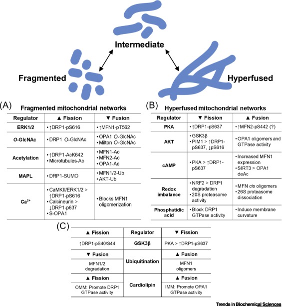 TrendsBiochem's tweet photo. There's a new Review online! @rsabouny and @MitoMORPH discuss how fusion and fission of #mitochondria are regulated by pathways that influence both processes.
#reciprocalregulation #hyperfusion #fragmentation #mitochondrialdynamics
https://t.co/9DeI2XEPUQ https://t.co/6W5k1qdYKj