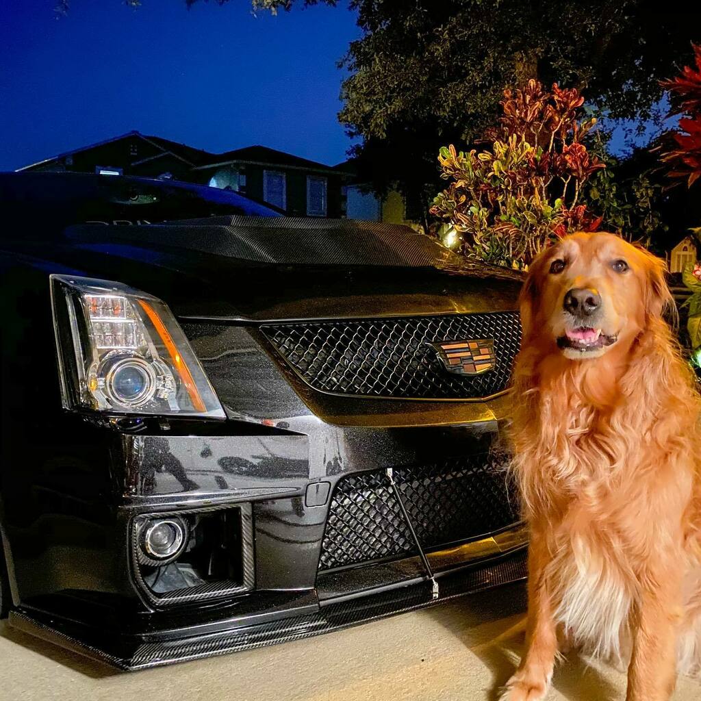 DrivenKind's tweet photo. This is my boy Riley 🐶 He loves hanging out while I’m working on the car. Do you have a shop pet and what’s their name?
.
.
.

#ctsv #cadillacctsv #ctsvnation #ctsvowners #cadillac #lsxftw #ls7 #americanmuscle #musclecarsdaily #musclecarsonly #1320vi… https://t.co/yQKwsgGVWv https://t.co/N5hJfU30Uv