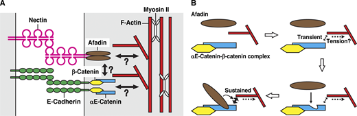 Jcellbiol Sakakibara Et Al Kobeu Global Show That Afadin Binds To Ae Catenin Complexed With B Catenin At Cell Cell Junctions And Enhances Its Actin Binding Activity Via A Novel Mechanism T Co Aoi7kqjhh6 T Co 0tr9nark4z