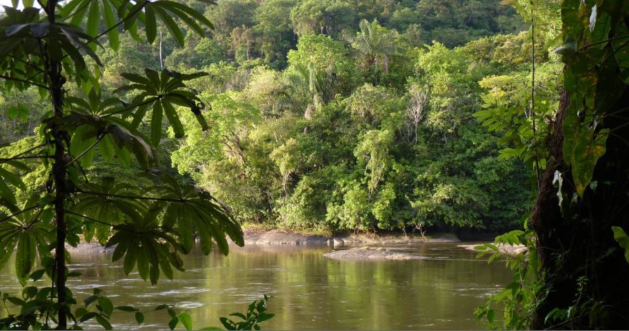 - La foret Amazonienne Lieu: Guyane, Amérique du sud