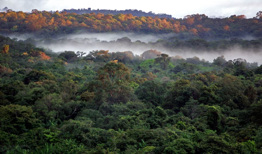 - La foret Amazonienne Lieu: Guyane, Amérique du sud