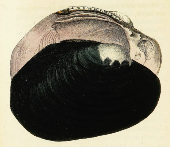 And finally:"Living rock" is a phrase a lot of sources use when describing freshwater mussels. But they, and naturalists since the 1800s, have appreciated their understated beauty.