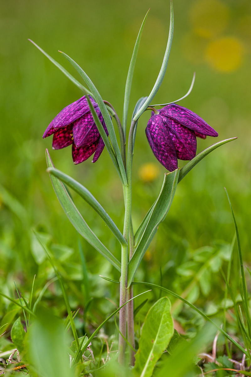 The pattern is named for the snakeshead fritillary, a spring wildflower with distinctive checkered petals that grows in wet riverside meadows.