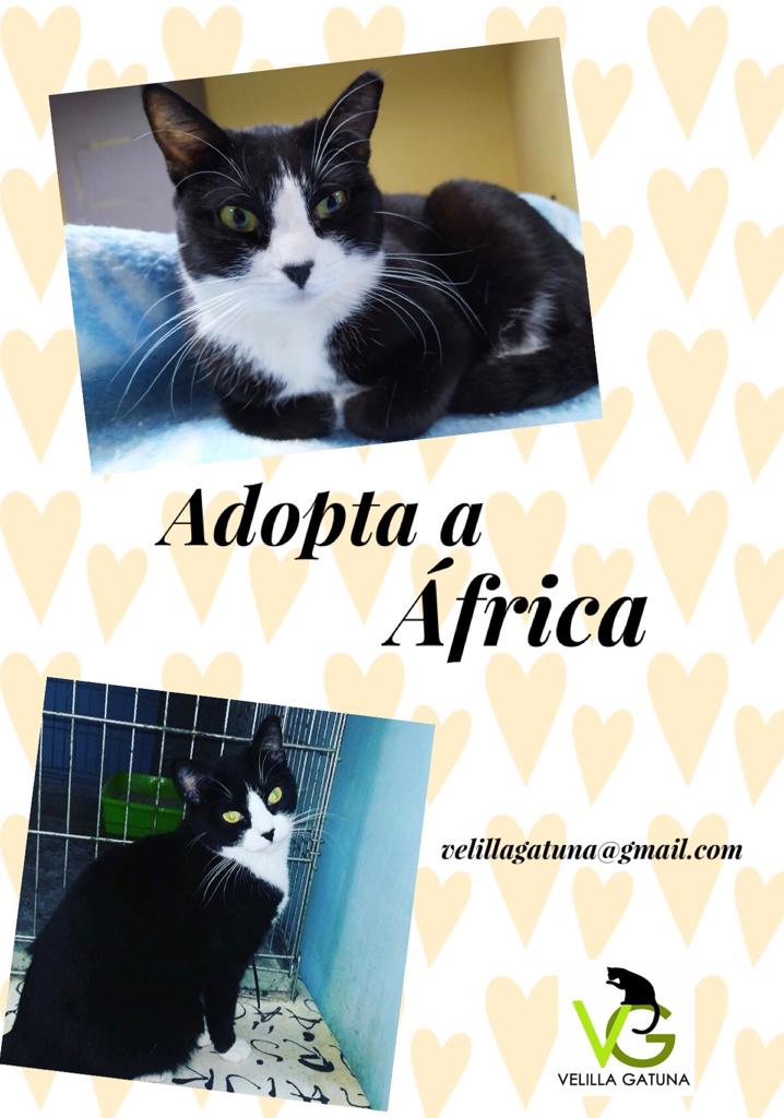 #Adopta #Acoge #Comparte