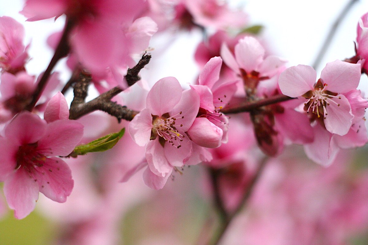 AnnemarieVentel's tweet photo. Blossoms ๐ธ๐ฟ๐ธ๐ฟ๐ธ
#peachflowers #springseason #pinkpetals #springflowers #lovephotography #blossomingtree #springmyfavoriteseason #bluesky #sunnyday #peachtree #peachtreeflowers #worldflowers #murescounty #flora #treesofinstagram #florideprimavara #primavera #natureisbliss ๐บ๐ฟ https://t.co/5IMO8WyF5c