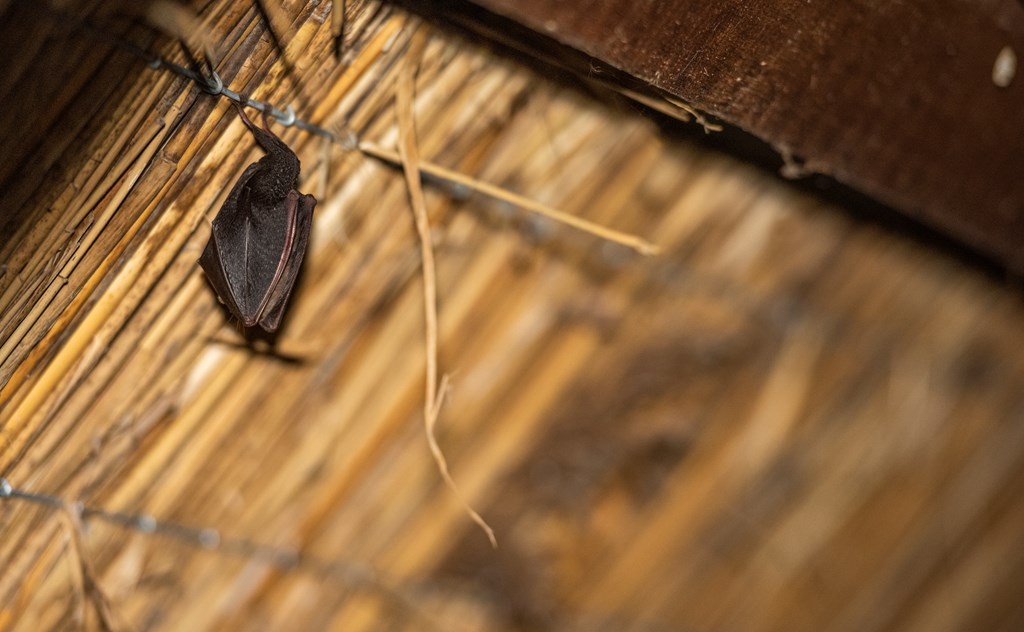 Soo sleepy 😴 this lil dudes had a not so busy winter...#lesserhorseshoebats will soon be out from hibernation. #keepyoureyesopen 👀 they're about the size of a plum and feed among vegetation, rarely flying more than five metres up. 

Credit: Ben Andrews (rspb-images.com)