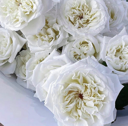 FLOWER INSPO vis @anti_bride <a href="/mivioleta/">Ruth</a>