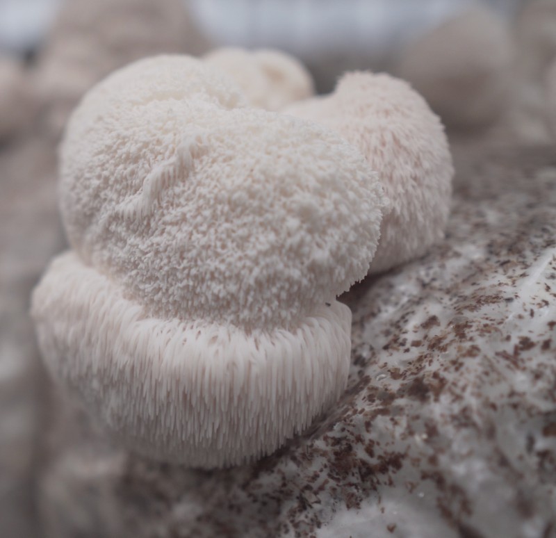FungiAlly's tweet photo. Lion's mane benefits that look at #antioxidants, neurological health, and #inflammation: https://t.co/21xRpy0iFL
#lionsmane #lionsmanemushroom #healthy #mushrooms
#fungi #diet #brain #health #mushroom #immune #system https://t.co/pNDKdqlIXs
