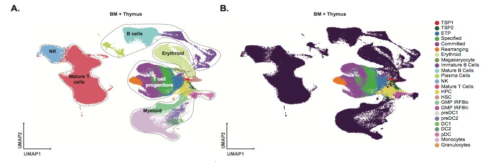 mmw_lmw's tweet photo. Human Postnatal #Thymocytes | transcriptional landscape | thymus seeding progenitor (TSP) | Tom Taghon @ResearchUGent @biorxivpreprint https://t.co/L6ZcL8cR9y https://t.co/VGxyhKlFIO