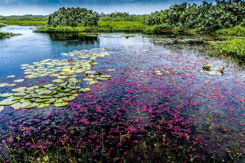 - Les pripris de yiyiLieu: Guyane, Amérique du sud