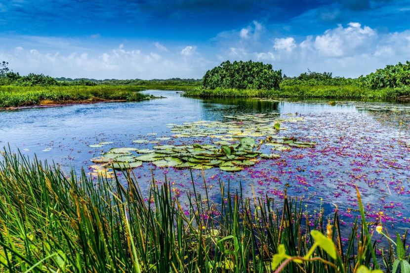 - Les pripris de yiyiLieu: Guyane, Amérique du sud