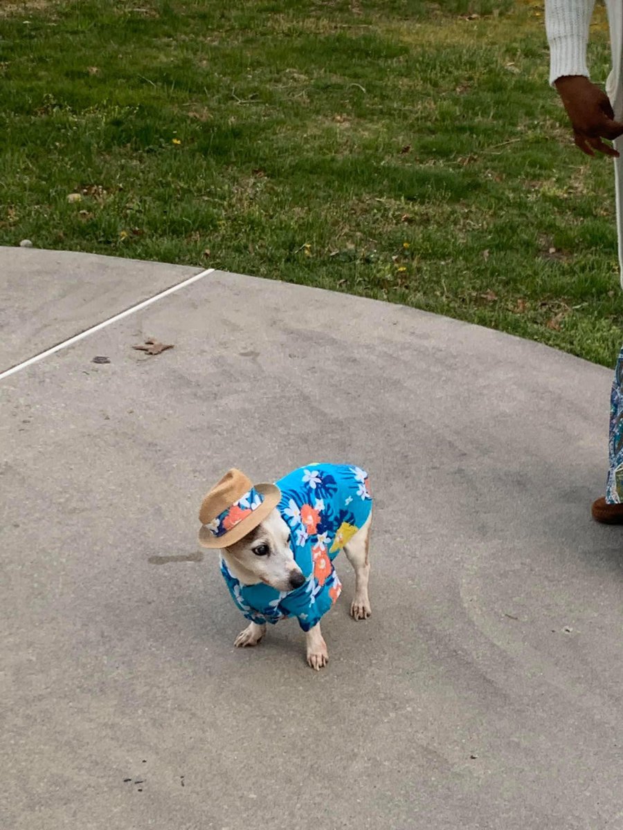 I’m back to #twitter ❤️ Here’s my “cousin” Patch visiting us yesterday. His outfit was too cute! #Easter2020 #jackrussell #cutedogs #SocialDistancing #wereinthistogether