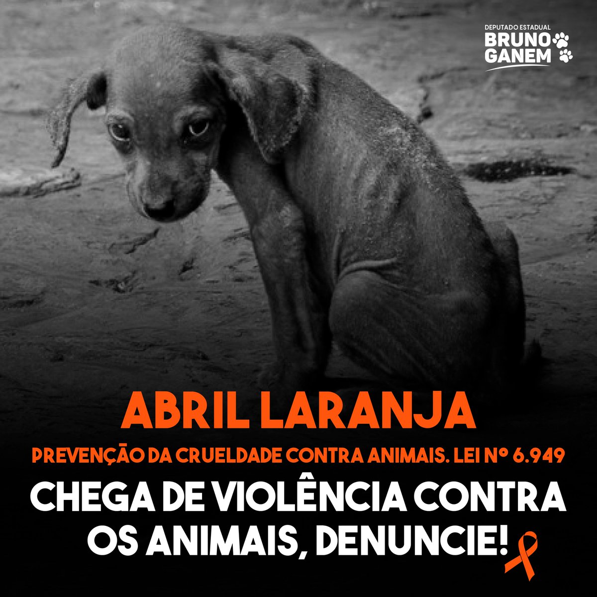 brunoganemsp's tweet photo. Faça parte deste movimento! #CausaAnimal https://t.co/MN52wAmgXM