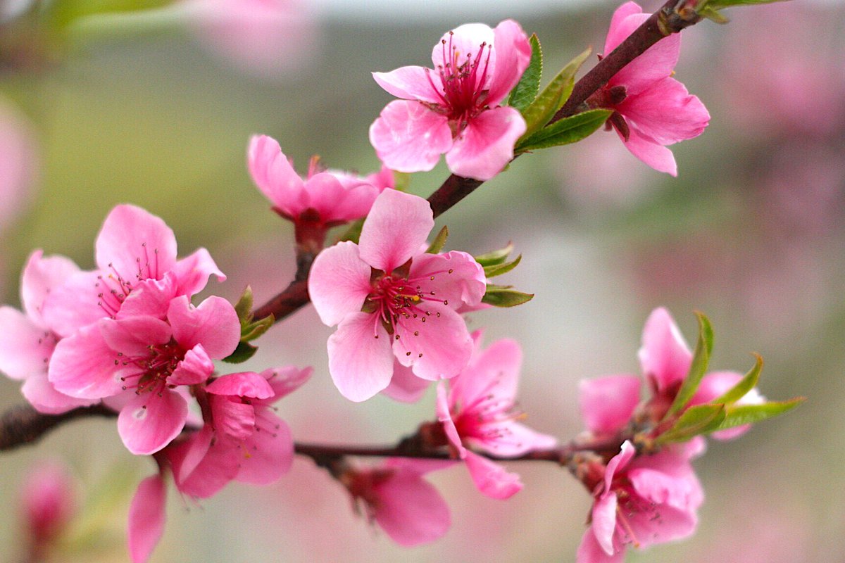 AnnemarieVentel's tweet photo. Blossoms ๐ธ๐ฟ๐ธ๐ฟ๐ธ
#peachflowers #springseason #pinkpetals #springflowers #lovephotography #blossomingtree #springmyfavoriteseason #bluesky #sunnyday #peachtree #peachtreeflowers #worldflowers #murescounty #flora #treesofinstagram #florideprimavara #primavera #natureisbliss ๐บ๐ฟ https://t.co/jvbauvHRZi