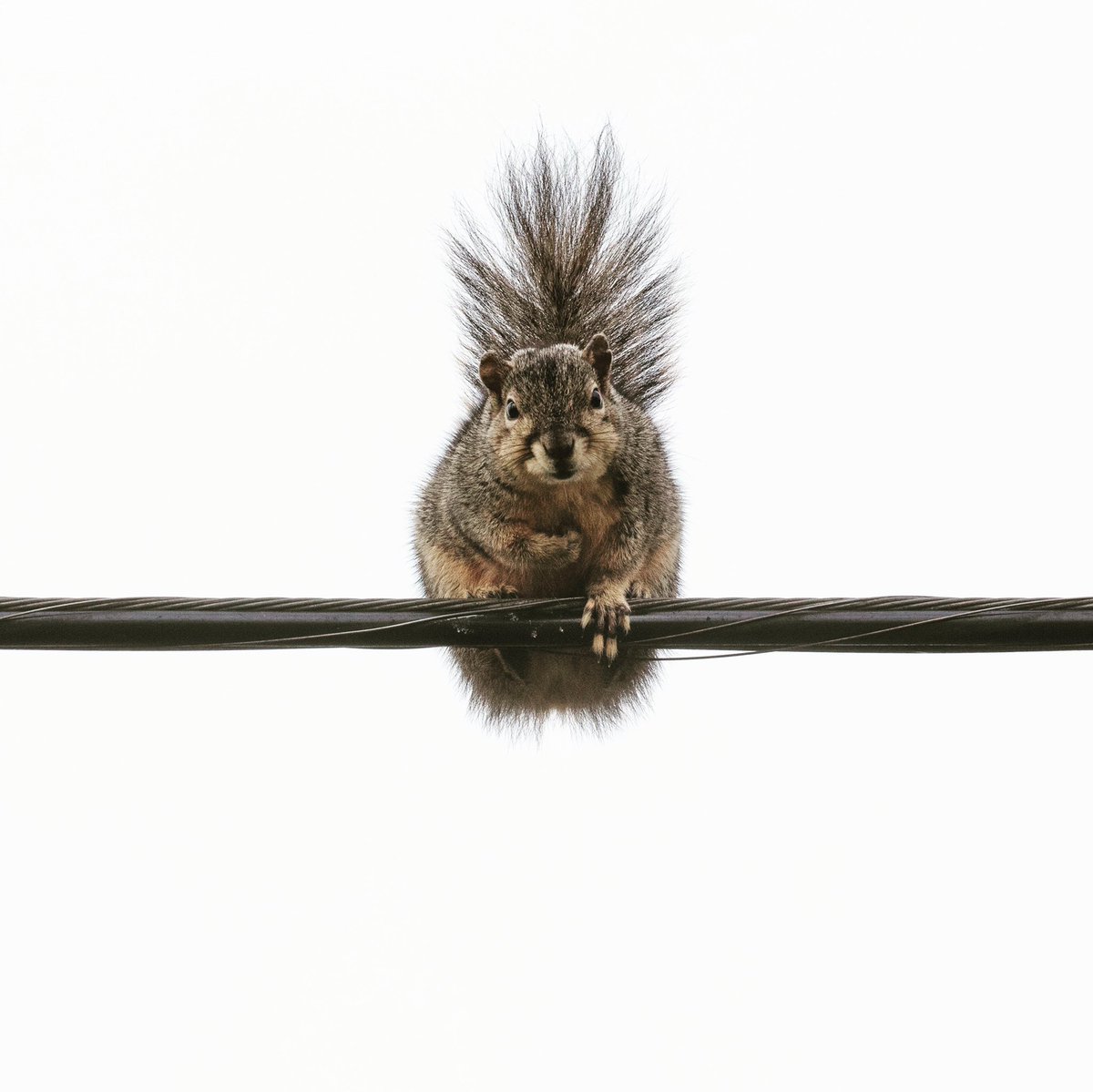 kennerly's tweet photo. April 13. Today for my #kennerlyphotofitnessworkout I channeled #avedon using a white background (the sky) for this high-wire squirrel. Taken with the #canonusa 5dsr with the 100-400 lens at 400mm. Richard Avedon's archive, like mine, is at the #centerforcreativephotography https://t.co/bwUwsCkKzJ