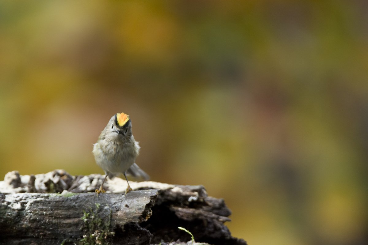 MirjamPouw's tweet photo. #Vogelvoorjaar
Dag 13
#Goudhaan #Regulus_regulus
@Sovon @vogelnieuws @volgdenatuur @VroegeVogels
Helaas geen #Vuurgoudhaan #Regulus #ignicapilla die ben ik nog niet tegengekomen. https://t.co/lkPFHMQzBM