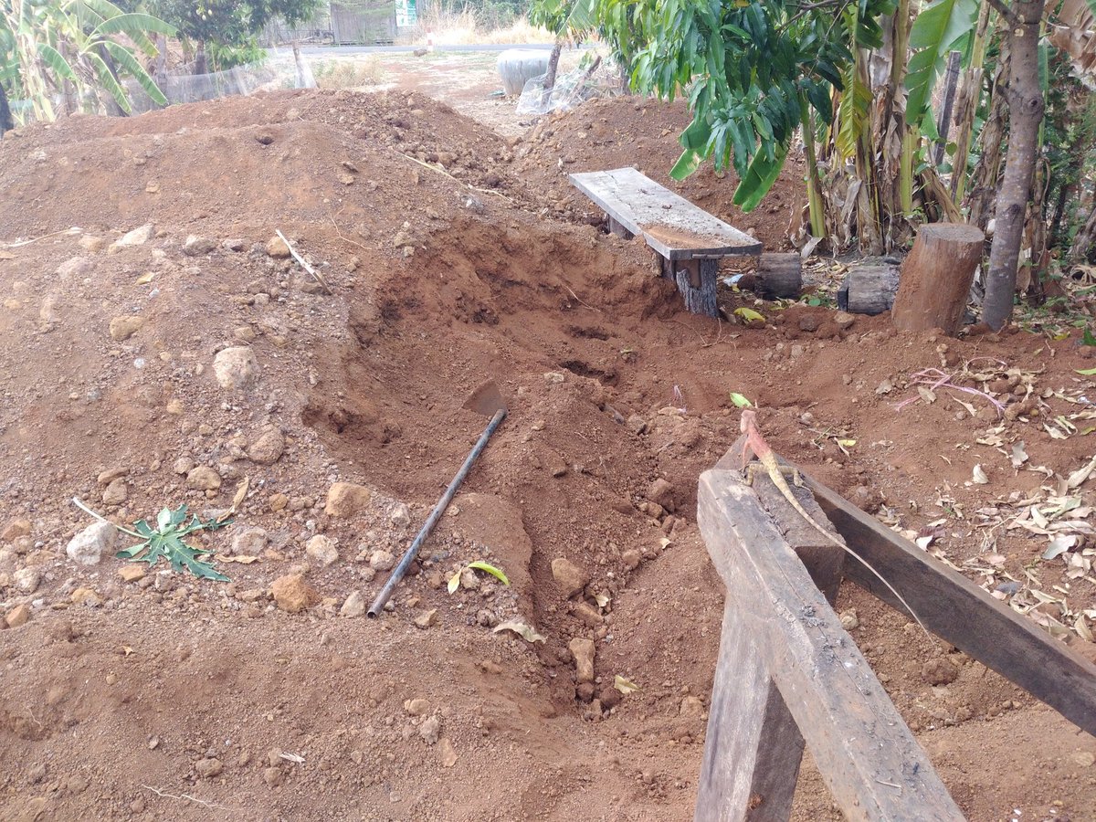 Lizard watching over things