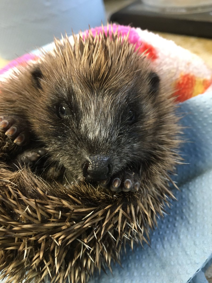 Your daily dose of cuteness 🥰🦔🐾

It won’t be too long before we once again are working round the clock to hand raise countless little #hoglets! 

#CutenessOverload #SolaceInNature #NatureHelps