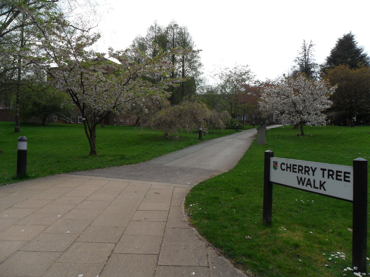 wellycath's tweet photo. My walk from home yesterday comprised a 7 mile stroll up to Keele &amp; back. There I enjoyed the cherry blossom, bluebells, and other signs that spring has finally sprung. 
@KeeleNatHist 
#ForestofLight https://t.co/9usahktJ7L