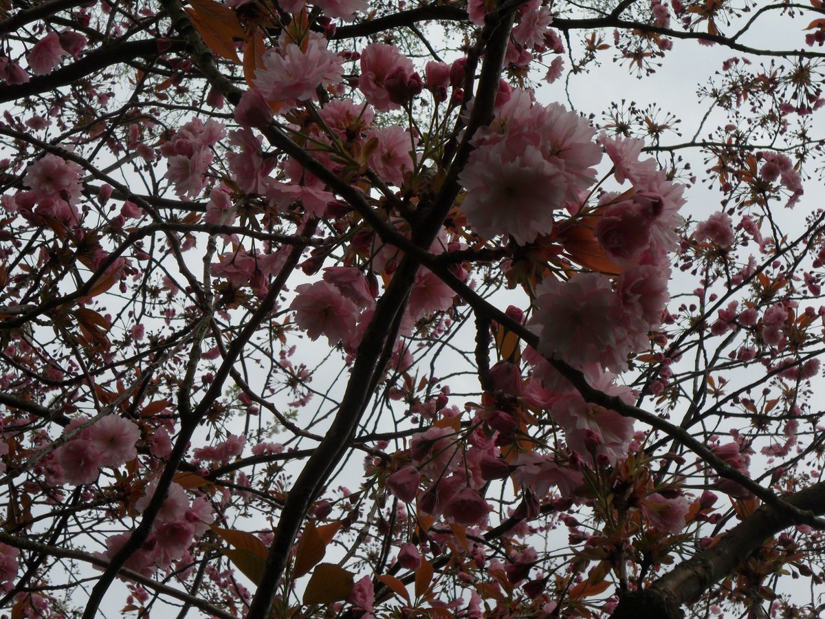 wellycath's tweet photo. My walk from home yesterday comprised a 7 mile stroll up to Keele &amp; back. There I enjoyed the cherry blossom, bluebells, and other signs that spring has finally sprung. 
@KeeleNatHist 
#ForestofLight https://t.co/9usahktJ7L