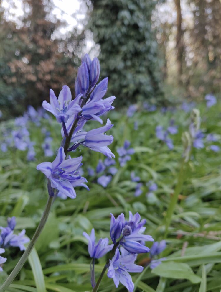 RMSHeadGirlTeam's tweet image. A reminder to enter our Easter photography competition if you haven’t already! The deadline is 20th April. See our previous post for details. Here are some lovely examples to inspire you: