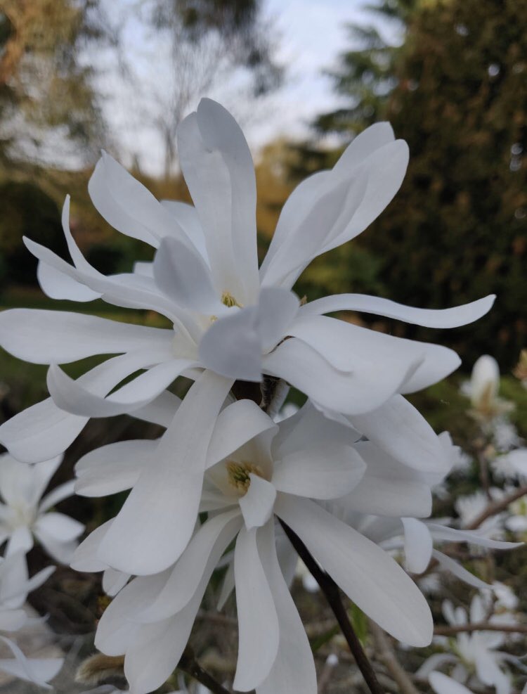 RMSHeadGirlTeam's tweet image. A reminder to enter our Easter photography competition if you haven’t already! The deadline is 20th April. See our previous post for details. Here are some lovely examples to inspire you: