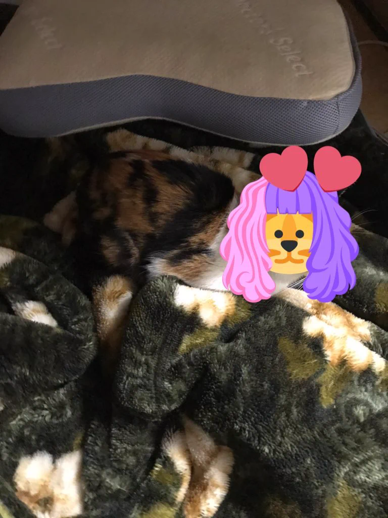 @SAARA_INES 我が家の三毛猫ちゃんもです…
毛布に馴染んで踏みそう…(꒪꒫꒪ ) 