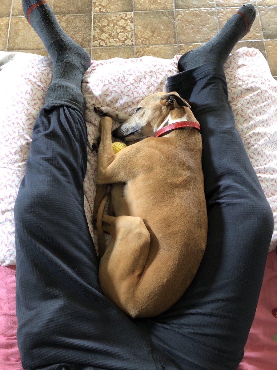 Brittanyflyfish's tweet image. Our precious Impa in full relaxation😍 #whippetforever