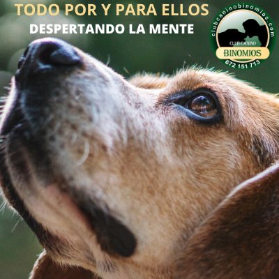 Nuevo video, ejercicios para despertar la mente.

youtu.be/iqdrYJGwye0

#perros #obediencia #educacion