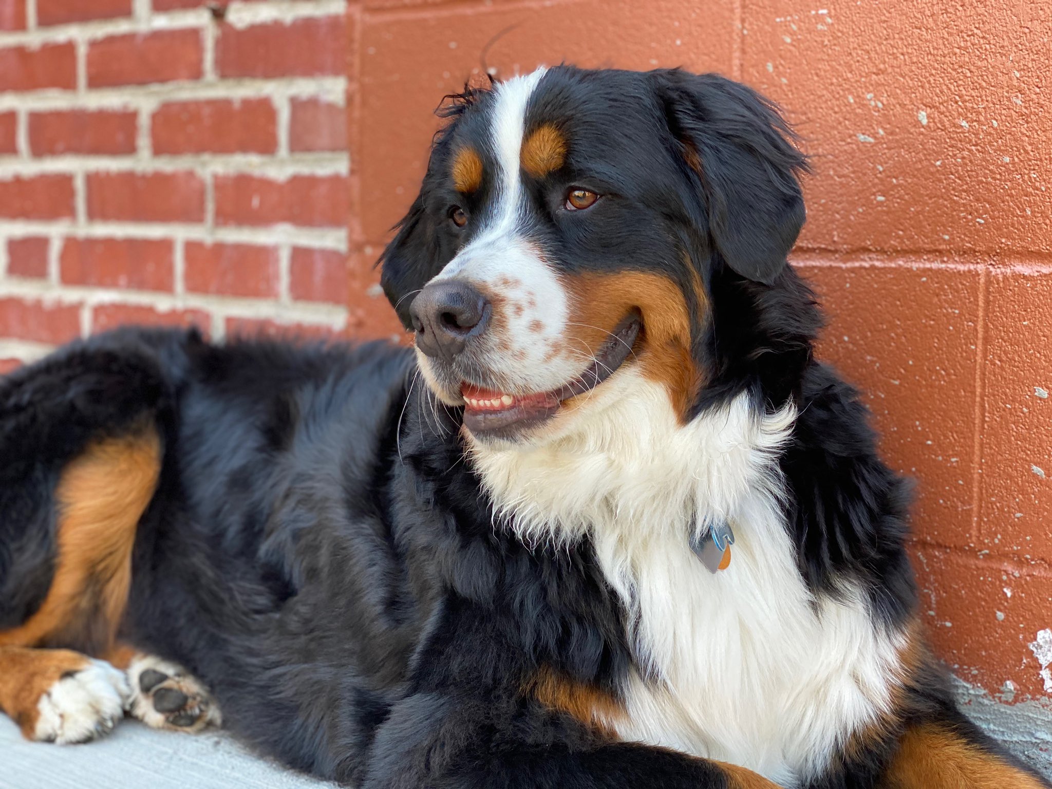 Collar Club KC on Twitter "Did you know about our 24/7 drop off and