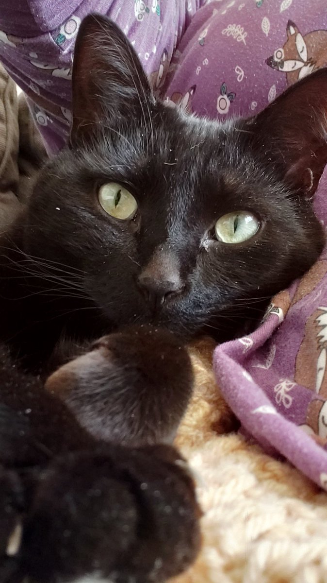 MegInks's tweet image. Been offline for a while (new phone, then could never remember my password.)
Here's a picture of my favourite isolation buddy.