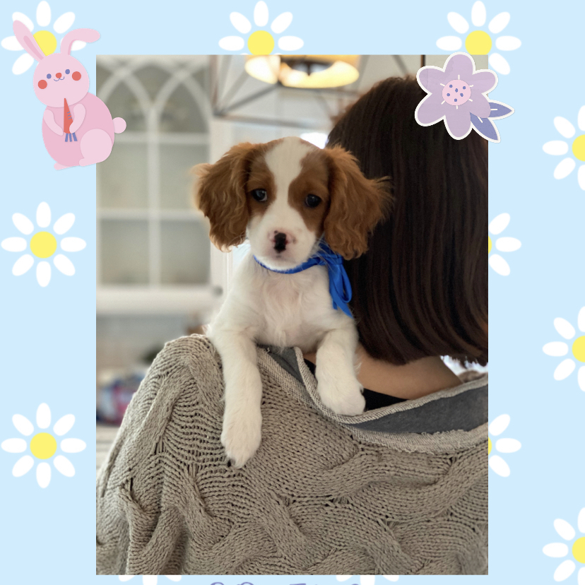 dogscanner_app's tweet photo. Happy Easter! 🍬🐰🌺 from Dog Scanner user Charlie_Cutie and the whole Dog Scanner team!

We updated our social feed on iOS and you are now able to share posts outside the Dog Scanner app. 🙂

#HappyEaster #EasterMonday #Dogscanner https://t.co/emrMRaKjCJ