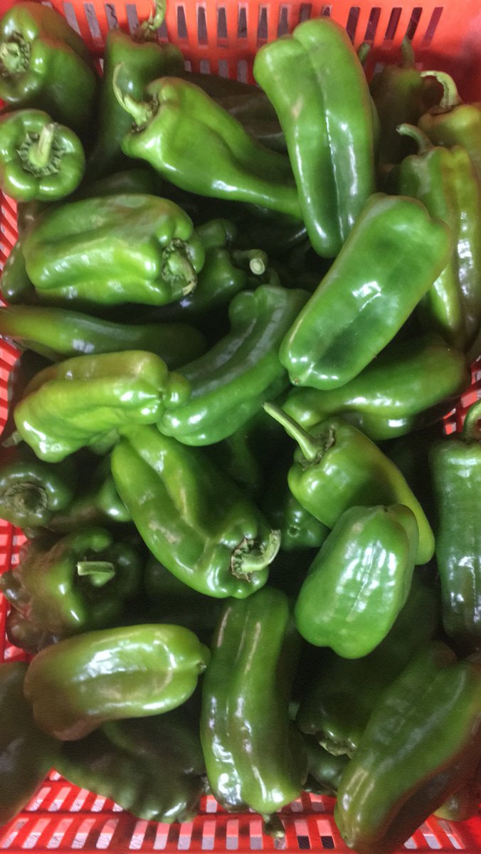 rflores20's tweet photo. @lapapa_lapapa Chiles frescos #BIOQ #Q2000 fungicida Biodegradable, cuidamos el medio ambiente y ayudamos a mejorar el rendimiento. Gracias a @lapapa_lapapa por apoyar en la comercialización a nuestros agricultores#agricultura #elsalvador https://t.co/MzmRDpjRS1
