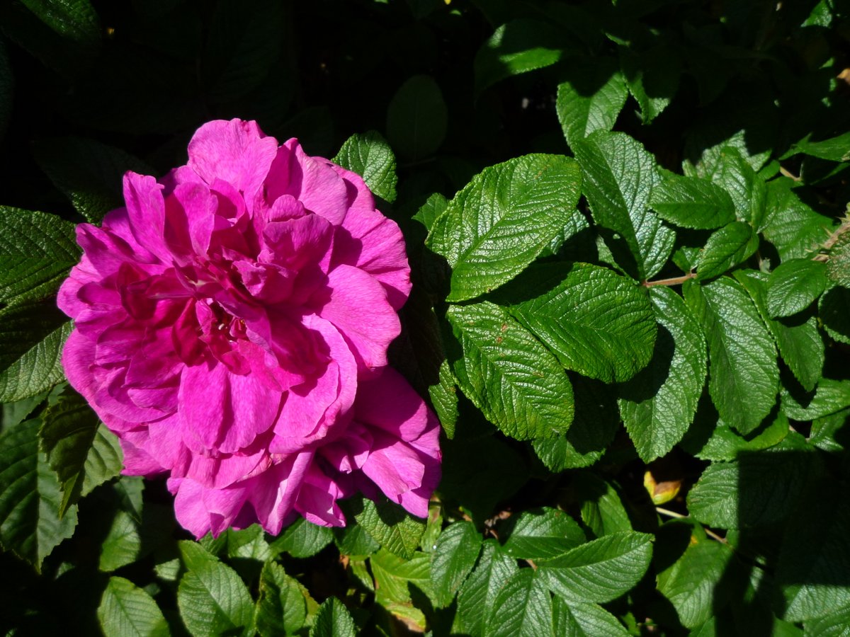 松本侑子 初の全文訳 赤毛のアン 薔薇はたとえどんな名前で呼ばれても 甘く香るだろうって本で読んだけれど 絶対にそんなことはないと思うわ 赤毛のアン 第5章 松本侑子新訳 文春文庫 この一節は シェイクスピア ロミオとジュリエット