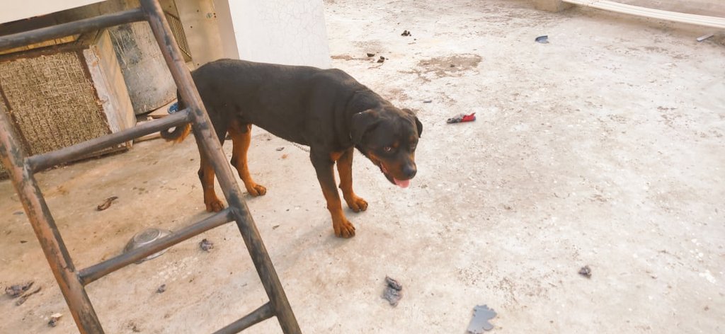 This dog is left to die by the owner on top of terrace for the past 10 days. Living at the mercy of a good Samaritan from the same apartment now she too is facing brunt of hostile neighbors.We humbly request ur assistance to shift this dog to the shelter. @KTRTRS  @cpcybd
